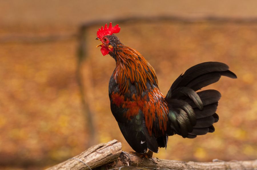 Canto do galo é controlado pelo ritmo circadiano, afirmam cientistas